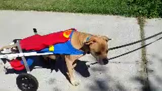 Paralyzed dog in wheelchair dresses as Superman for Halloween