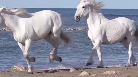 white Angle horses Running Daily on Sea Shore