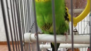 Budgerigar after washing.