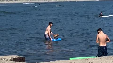 Brown dog owner helping dog blue surfboard surfing