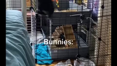 Bunnies are deceiving pets!!