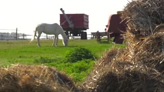 Horse grazing on a meadow