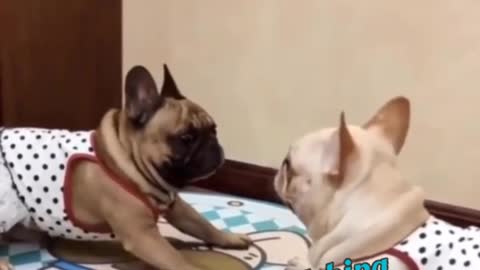 Cute pets and funny## animals compilations