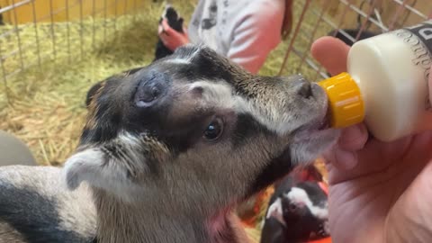 Estelle Imitating Baby Goats Feeding 03.2022