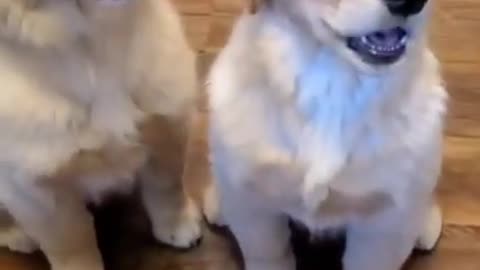 Funniest & Cutest Golden Retriever Puppies #23- Funny Puppy Videos 2022