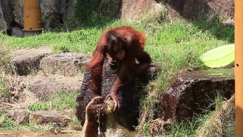 Orangutan Gets a Drink of Water