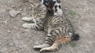 Piglet Tries to Play with Cat