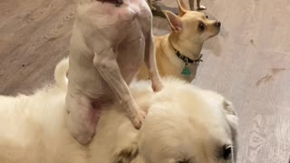 Small Dog Uses Big Dog to Beg at Dinner Table