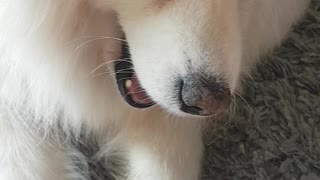 This super goofy samoyed insists on all the attention!