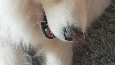 This super goofy samoyed insists on all the attention!