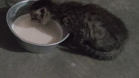 Little kitten cat having milk