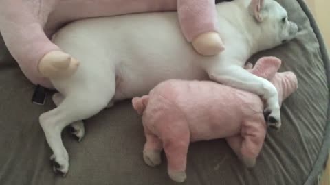 Bulldog Francés duerme con cerditos de peluche