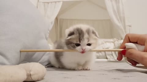 Cute Cats - Funny cats - Cats playing have look so nice