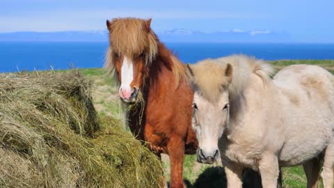 Beautiful Icelandic horses.