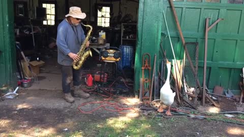 Watch this goose jamming out to a farmer's jazzy sax solo