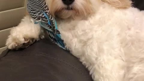 Budgie Loves Preening Doggy Best Friend