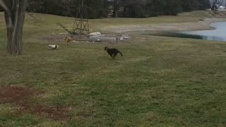 Yorkie v rottweiler