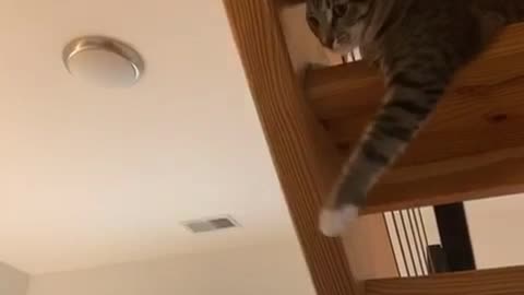 Cute cat learns how to fist bump