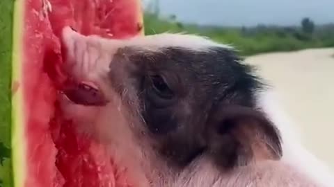 How I love watermelon!