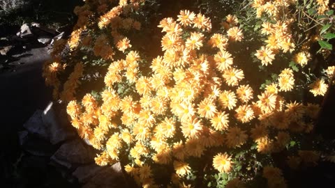 Chrysanthemums for you