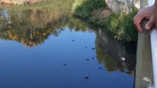 Gator Grabs Tourist's Tablet