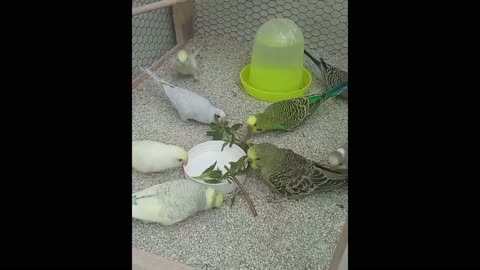 A group of birds eating food from the leaves inside the cage