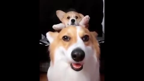 Best Cute and Funny Dog Compilation #10