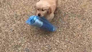 7 week Golden bringing the paper