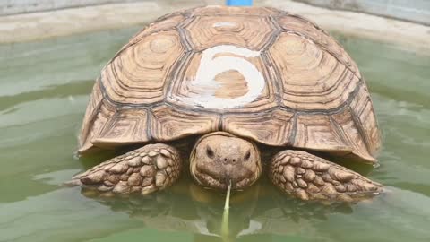 African spurred tortoise eating vegetables in a pond