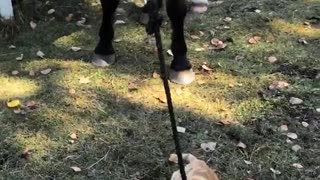 Cat playing with horse's rope