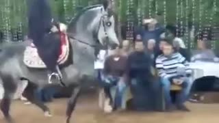 Arabian horse dancing