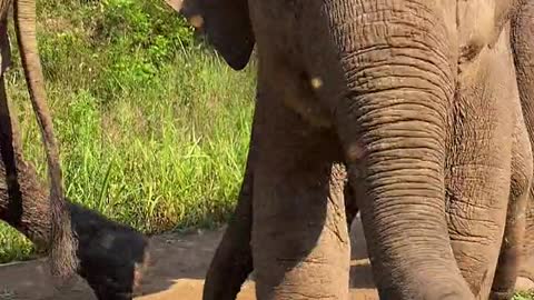 The baby elephant was attracted by my camera