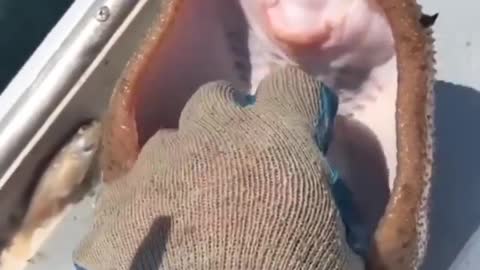 fish so cute & beautiful | funny video