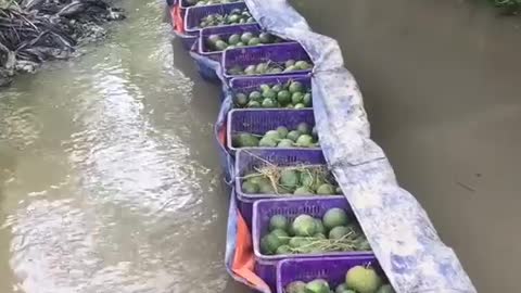 Unique way to deliver oranges