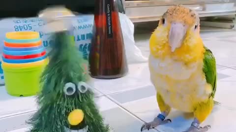 Parrot perfectly imitates dancing Christmas tree