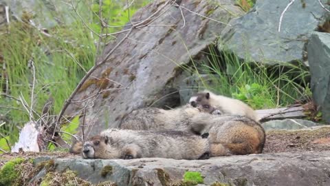 Marmotas Familia Animales