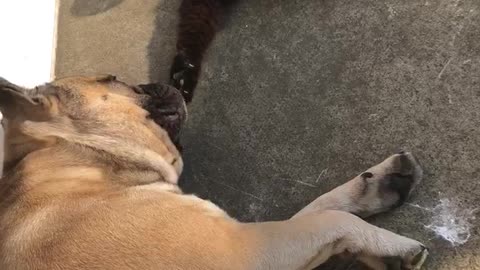 Cat tries to wake up frenchie