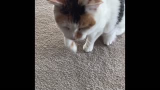 Callie does more tricks