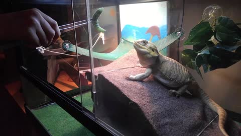 Bearded Dragon highly dialed in for feeding time