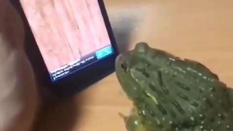 This frog he thinks they were real bugs