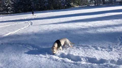 Dog ate snow crazily