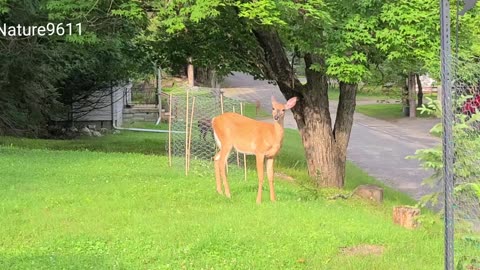 Young deer a little nervous