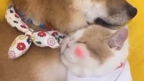 pure friendship of cat and dog