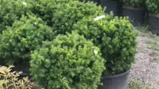 Yews available at Highland Hill Farm