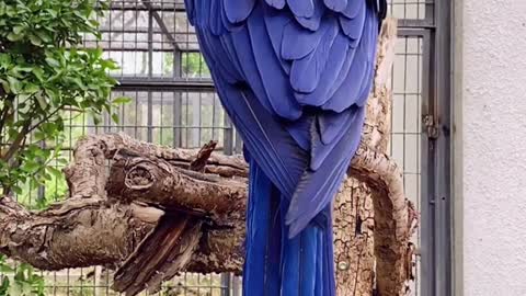 A cute and beautiful parrot