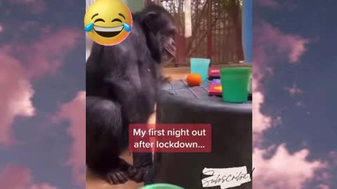 Monkey 1st Party after Lockdown 😂😂