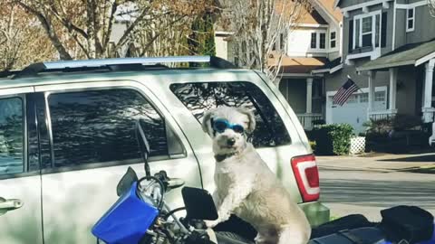 Dog on motorcycle