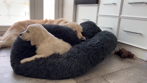 Golden Reacts to Golden Puppy Occupying His Bed