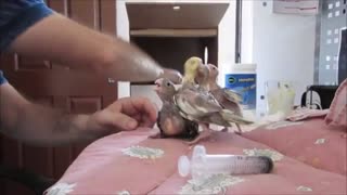 Doymak Bilmeyen Sultan Papağanı Yavruları - Baby Cockatiels Hand Feeding