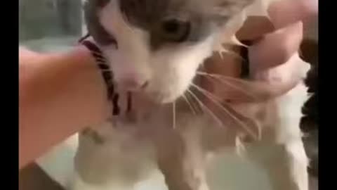 Cute cat singing while taking a bath